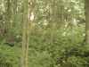 Map or photo for Carroll County, Indiana hunting lease property.