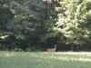 Map or photo for Carroll County, Indiana hunting lease property.