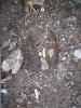 Map or photo for Linn County, Missouri hunting lease property.