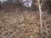 Map or photo for Linn County, Missouri hunting lease property.