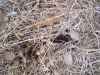 Map or photo for Linn County, Missouri hunting lease property.