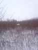 Map or photo for Vermilion County, Illinois hunting lease property.
