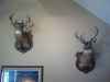 Map or photo for Christian County, Kentucky hunting lease property.