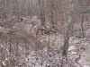 Map or photo for Adams County, Ohio hunting lease property.