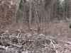 Map or photo for Adams County, Ohio hunting lease property.