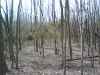 Map or photo for Washington County, Kentucky hunting lease property.