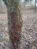Map or photo for Wayne County, Illinois hunting lease property.
