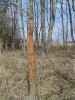 Map or photo for Wayne County, Illinois hunting lease property.