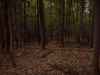 Map or photo for Centre County, Pennsylvania hunting lease property.