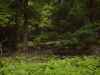 Map or photo for Centre County, Pennsylvania hunting lease property.