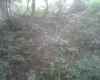 3 deer trails coming together