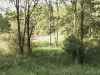 Map or photo for Vigo County, Indiana hunting lease property.