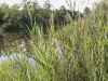 Map or photo for Vigo County, Indiana hunting lease property.