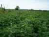 Early beans showing you how good the crop is this year