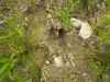 Map or photo for Livingston County, Missouri hunting lease property.