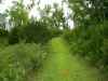 Landowner mows alittle around pond for easy fishing