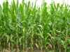 Up close picture of corn food plot