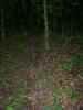 Same here another heavy used trail leading into food plot