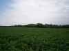 Another picture showing the woods in the back east corner where I am sure the bigs one eat out of sight from road?