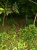 Picture of deer trail coming out of woods leading into corn food plot