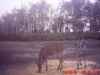 Map or photo for Union County, Kentucky hunting lease property.