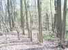 Look at these hardwoods