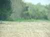 Map or photo for Decatur County, Indiana hunting lease property.