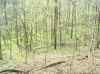 Map or photo for Decatur County, Indiana hunting lease property.