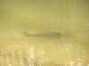 Map or photo for Decatur County, Indiana hunting lease property.