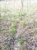 Map or photo for Decatur County, Indiana hunting lease property.