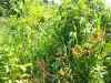 Map or photo for Livingston County, Missouri hunting lease property.