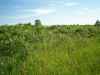Map or photo for Livingston County, Missouri hunting lease property.