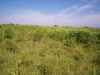 Map or photo for Livingston County, Missouri hunting lease property.