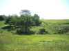 big buck country