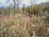 Map or photo for Todd County, Kentucky hunting lease property.