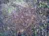 Map or photo for Todd County, Kentucky hunting lease property.