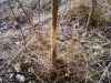 Map or photo for Todd County, Kentucky hunting lease property.