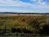 View looking South from house on 500ac tract.