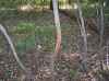 Map or photo for Jefferson County, Indiana hunting lease property.