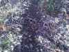 Map or photo for Jackson County, Illinois hunting lease property.