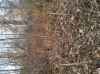 Map or photo for Clark County, Indiana hunting lease property.