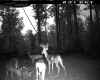 Map or photo for Clark County, Indiana hunting lease property.