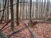 Map or photo for Coshocton County, Ohio hunting lease property.