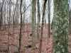 Map or photo for Coshocton County, Ohio hunting lease property.