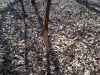 Map or photo for Schuyler County, Illinois hunting lease property.
