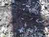 Map or photo for Schuyler County, Illinois hunting lease property.