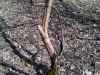 Map or photo for Schuyler County, Illinois hunting lease property.