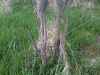 Map or photo for Greene County, Illinois hunting lease property.