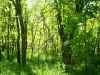 Map or photo for Vernon County, Missouri hunting lease property.