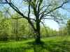 Map or photo for Vernon County, Missouri hunting lease property.